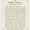 Golden pigeon (Chrysænas victor).