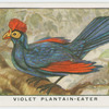 Violet plantain-eater (Musophaga violacea).