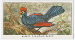 Violet plantain-eater (Musophaga violacea).
