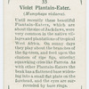 Violet plantain-eater (Musophaga violacea).