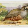 Valley quail (Lophortyx californicus).