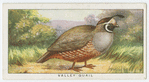 Valley quail (Lophortyx californicus).