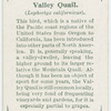 Valley quail (Lophortyx californicus).