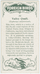 Valley quail (Lophortyx californicus).