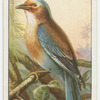 Indian roller (Coracias indica).