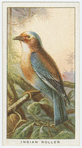 Indian roller (Coracias indica).