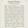 Indian roller (Coracias indica).