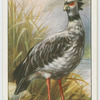 Crested screamer (Chauna chavaris).