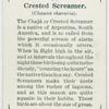Crested screamer (Chauna chavaris).