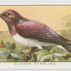 Glossy starling (Lamprocolius leucogaster).