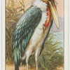 Adjutant stork (Leptoptilus dubius).