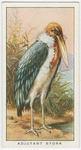 Adjutant stork (Leptoptilus dubius).