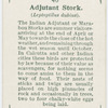Adjutant stork (Leptoptilus dubius).