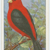 Scarlet tanager (Piranga erythromelas).