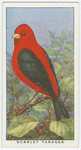 Scarlet tanager (Piranga erythromelas).
