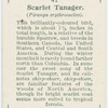 Scarlet tanager (Piranga erythromelas).