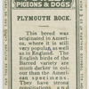 Plymouth Rock.
