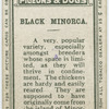 Black Minorca.