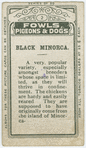 Black Minorca.