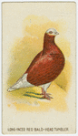 Red bald long-faced tumbler.