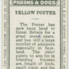 Yellow pouter.