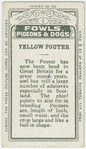 Yellow pouter.