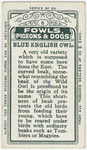 Blue English owl.