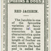 Red jacobin.