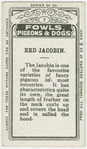 Red jacobin.