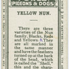 Yellow nun.