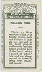 Yellow nun.