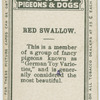 Red swallow.