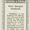 Silver spangled Hamburgh.