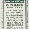 White crested black polish.
