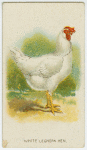 White leghorn.