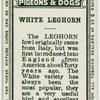 White leghorn.