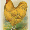 Buff Orpington.