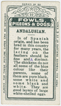 Andalusian.