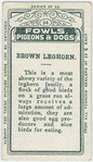 Brown leghorn.