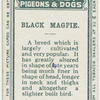 Black magpie.