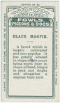 Black magpie.
