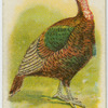 American mammoth bronze turkey.