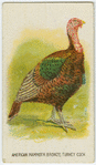 American mammoth bronze turkey.