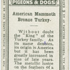 American mammoth bronze turkey.