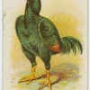 Indian game.
