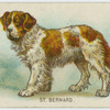 St. Bernard.