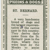 St. Bernard.