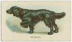 Retriever.