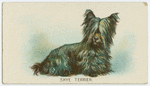 Skye terrier.