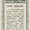 Skye terrier.
